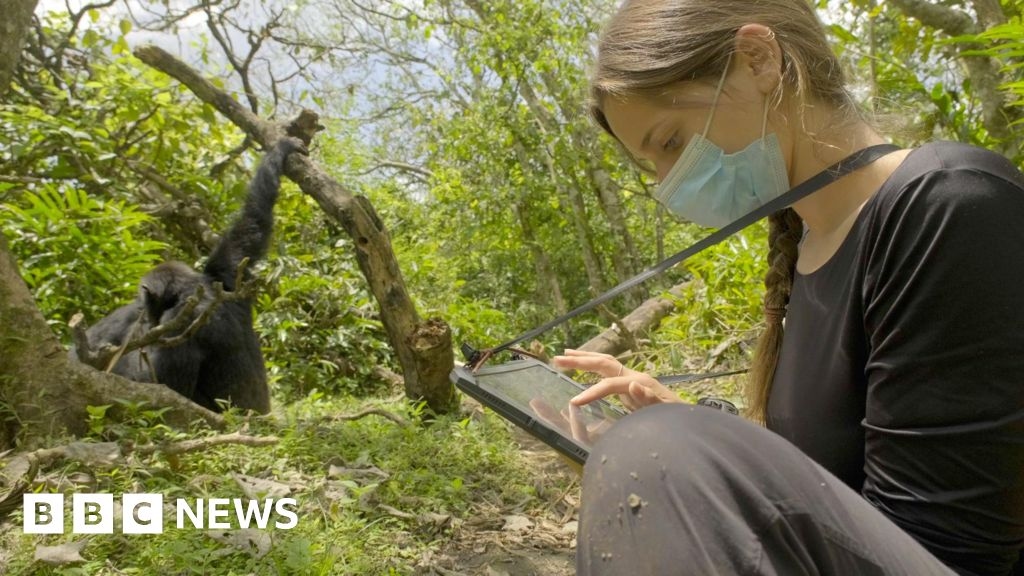Wild chimpanzees filmed using forest 'first aid'