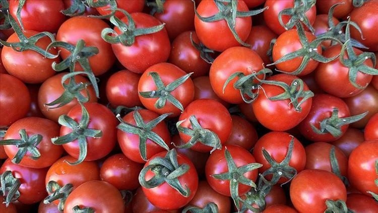 Patatesin atası domates çıktı!