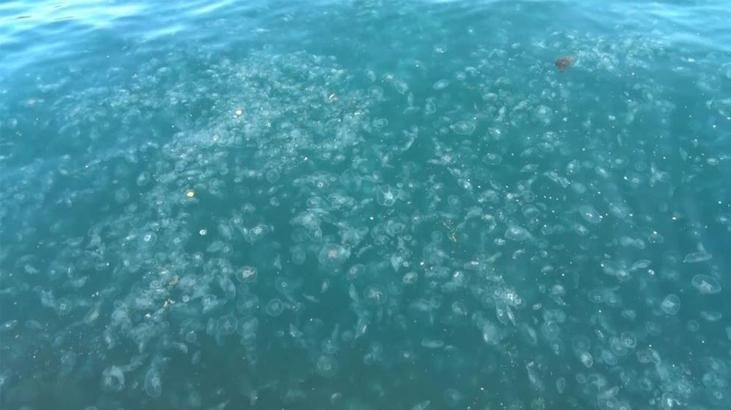 Le meduse hanno invaso la spiaggia di Sarıyer! Migliaia di persone sono state trascinate a riva