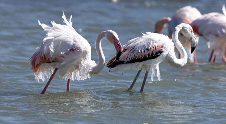 Temperature dropped to minus degrees! Flamingos have icicles on their bodies