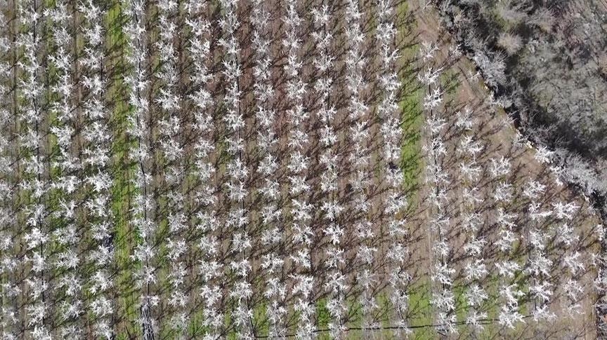 400 árvores surpreenderam quem as viu! Algumas pessoas pensam que uma flor desabrochou, enquanto outras pensam que foi borrifada espuma…