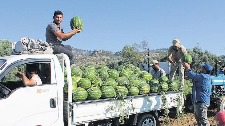 Une zone de plantation non planifiée touche la pastèque