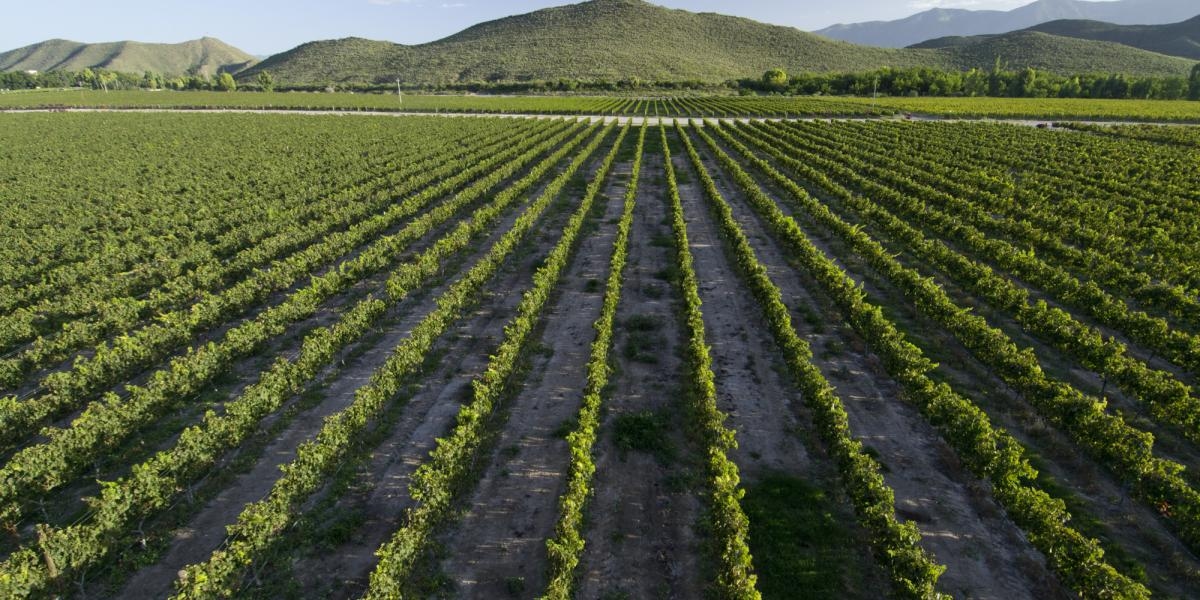 Das Erntedankfest 2025 in Guanajuato wird Einnahmen in Höhe von 11,6 Millionen Pesos generieren.