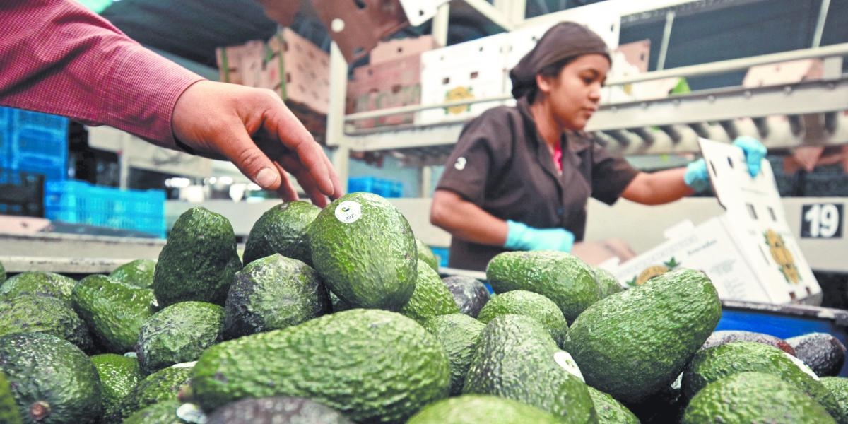 As exportações mexicanas de abacate devem atingir o recorde de US$ 4 bilhões em 2025.