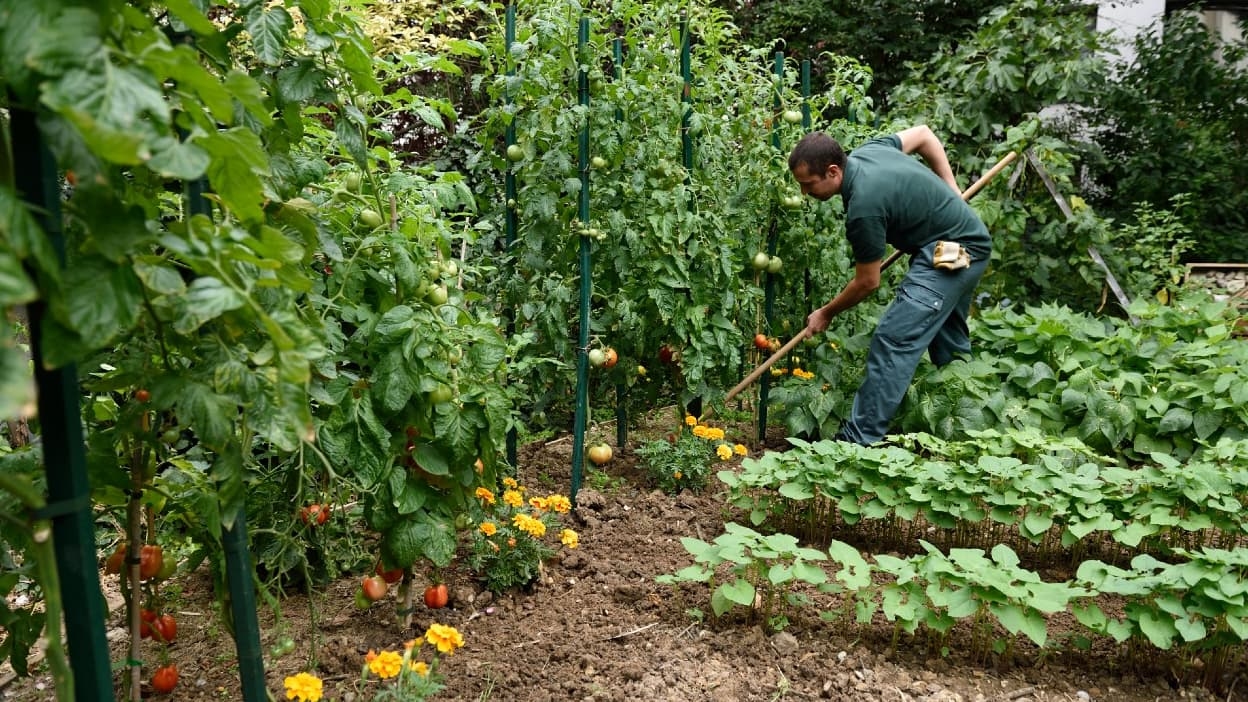 Ola de calor: Existe una “vacuna” antisequía para las plantas