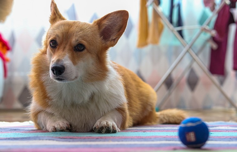 Ai russi sono stati dati consigli su come addestrare un cane a restare a casa da solo