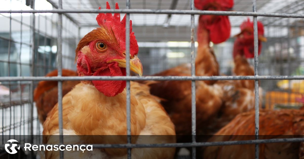 Brazilië schort verkoop van kip aan Argentinië, China en de EU op vanwege vogelgriepgeval