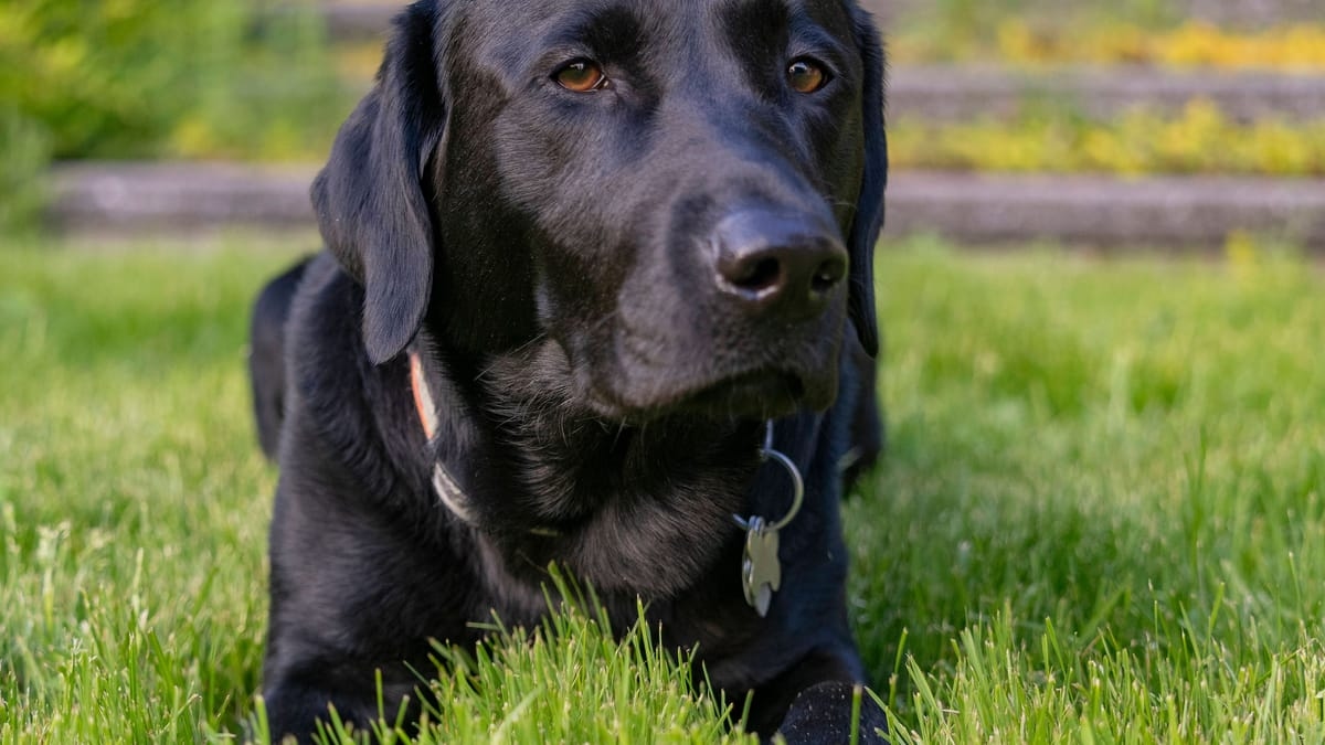Diseases that often affect Labradors – and how to prevent them