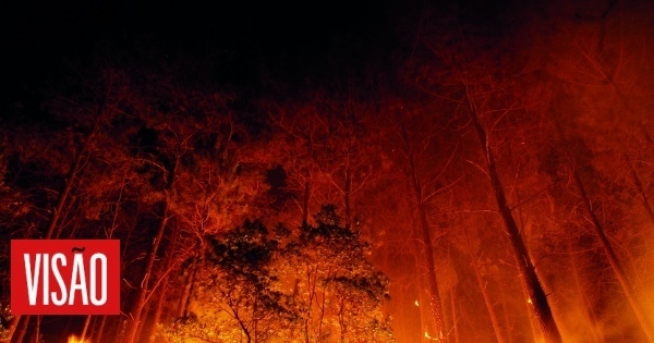 Fires in Spain claim second life