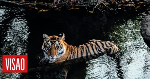 Fotografía: Los tigres de Maria da Luz