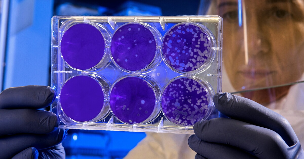 Das Immunsystem ernährt sich vom Feind: Makrophagen wandeln Krankheitserreger in Nährstoffe um