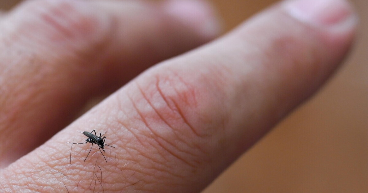 Faire équipe avec les moustiques pour lutter contre la dengue