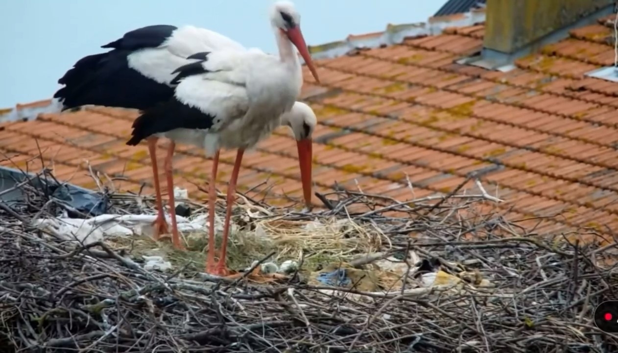 Der väterlichste Storch Yaren