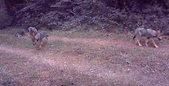 De website Chassons.com zendt video's uit van de Welpen van Haute-Marne