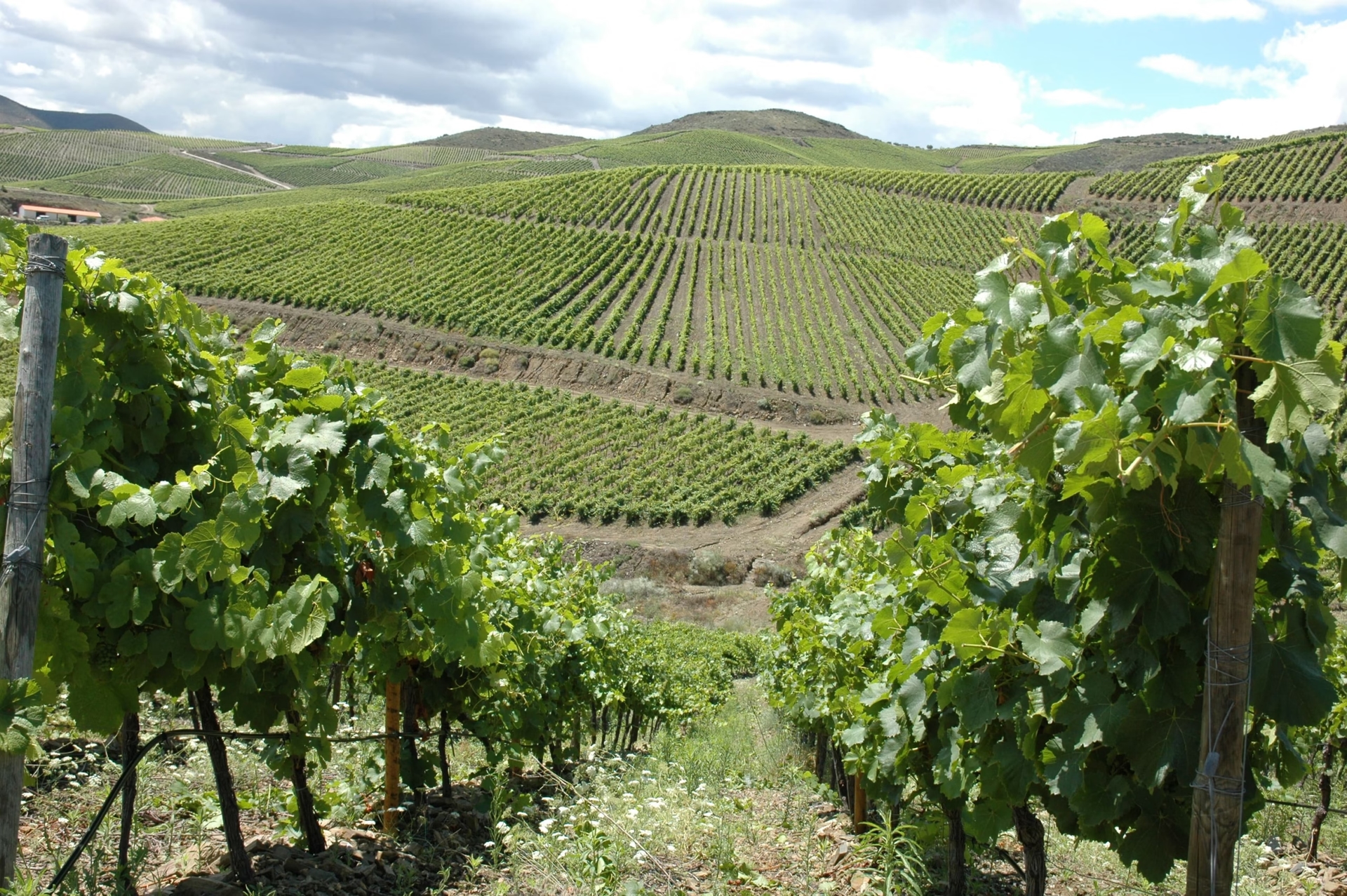 Festival del Vino del Duero Superior en ExpoCôa