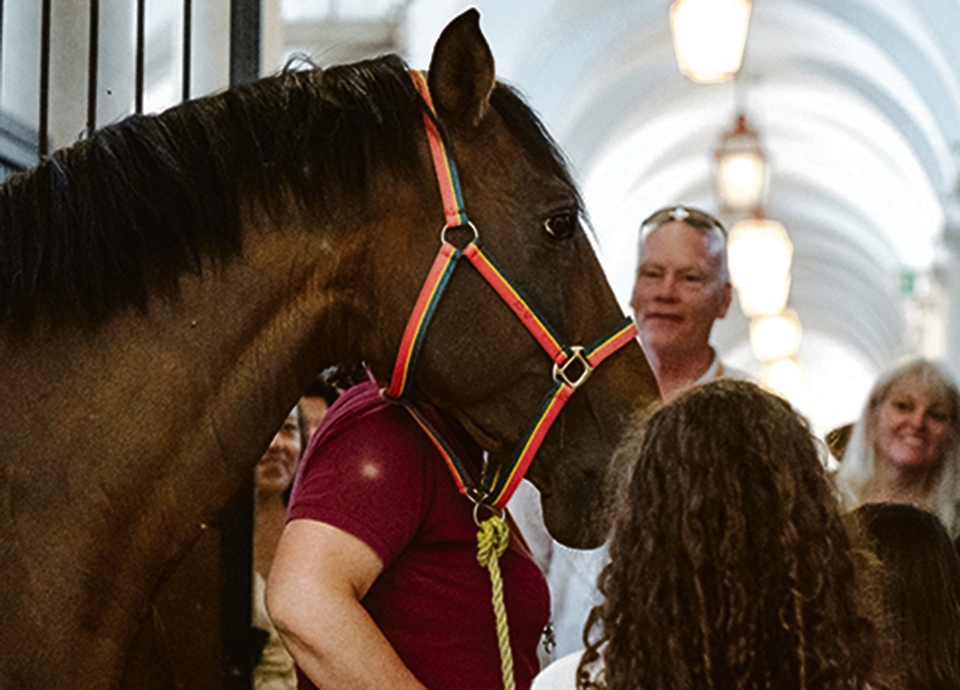 Der Lusitano ist eines der schönsten Pferde der Welt und eine Million wert