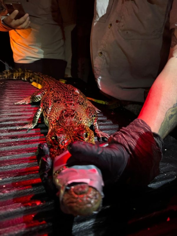 Crocodilo que ameaçava ninhos de tartarugas em Yucatán é realocado