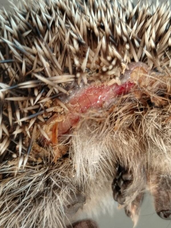 If a robotic lawnmower approaches a hedgehog, it does what it does with other enemies: rolls up into a ball of spikes.