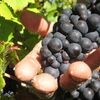 Bevor Champagner zu einem besonderen Anlass aus der Flasche sprudelt, steht eine Weinlese an.