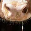 In Italien und Frankreich gab es zuletzt Ausbrüche der Rinderkrankheit «Lumpy Skin Disease».