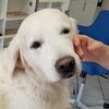 Nella regione della Ruhr un cane da terapia aiuta i malati di Parkinson.