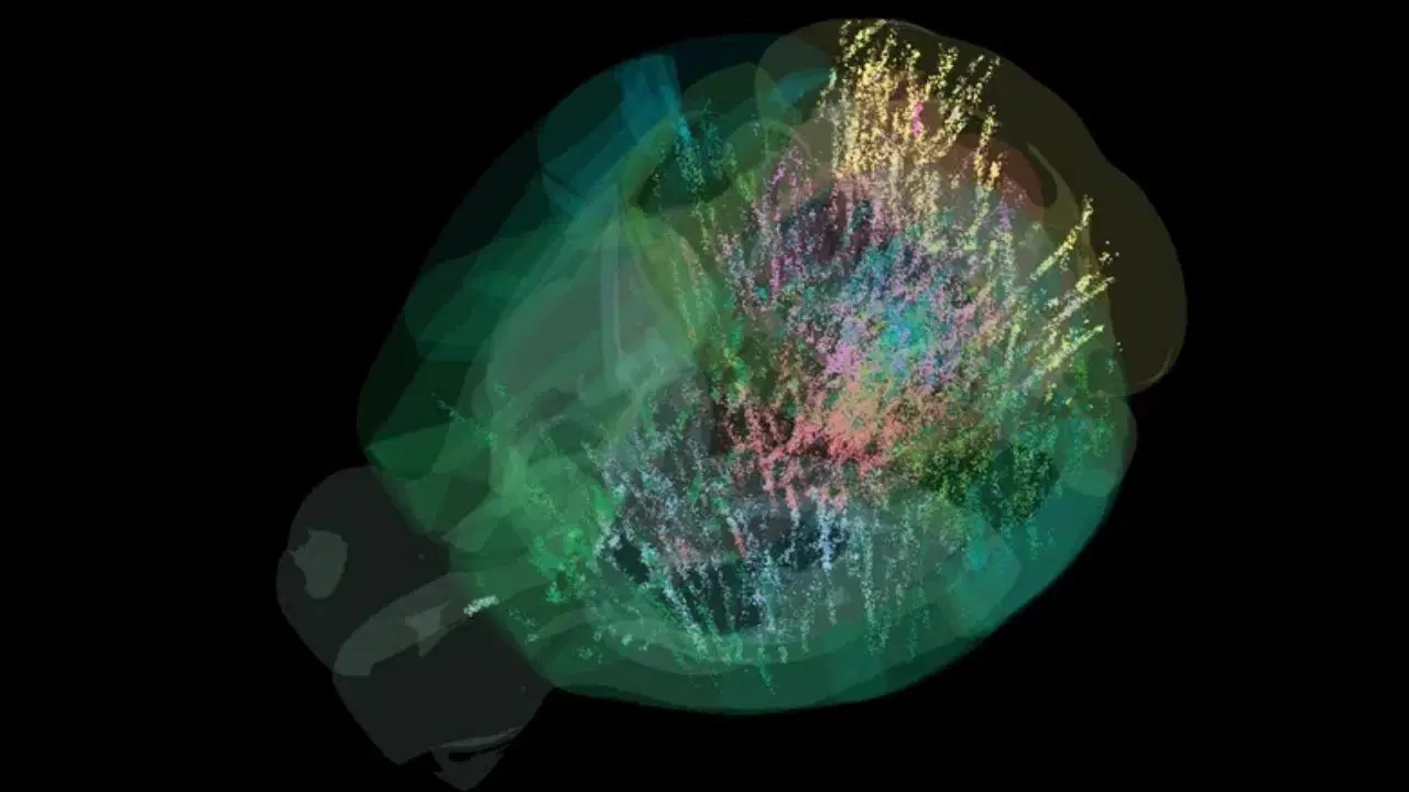 Atividade cerebral totalmente mapeada pela primeira vez: a tomada de decisões é muito mais complexa do que pensávamos
