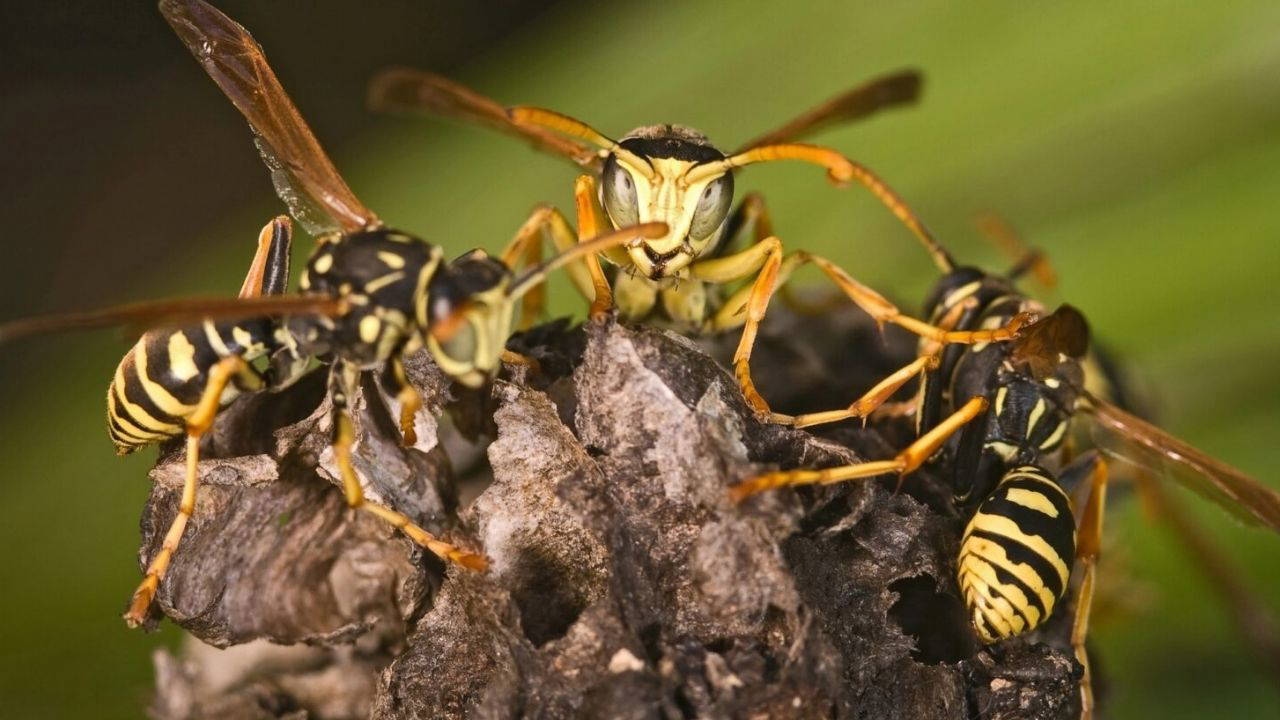 Radioaktives Bienennest auf ehemaligem Atomwaffentestgelände entdeckt