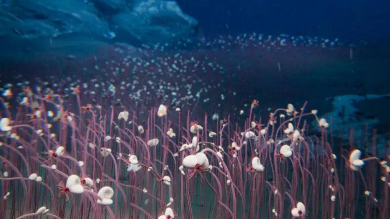 Ungewöhnliche Lebewesen in den Tiefen des Ozeans entdeckt