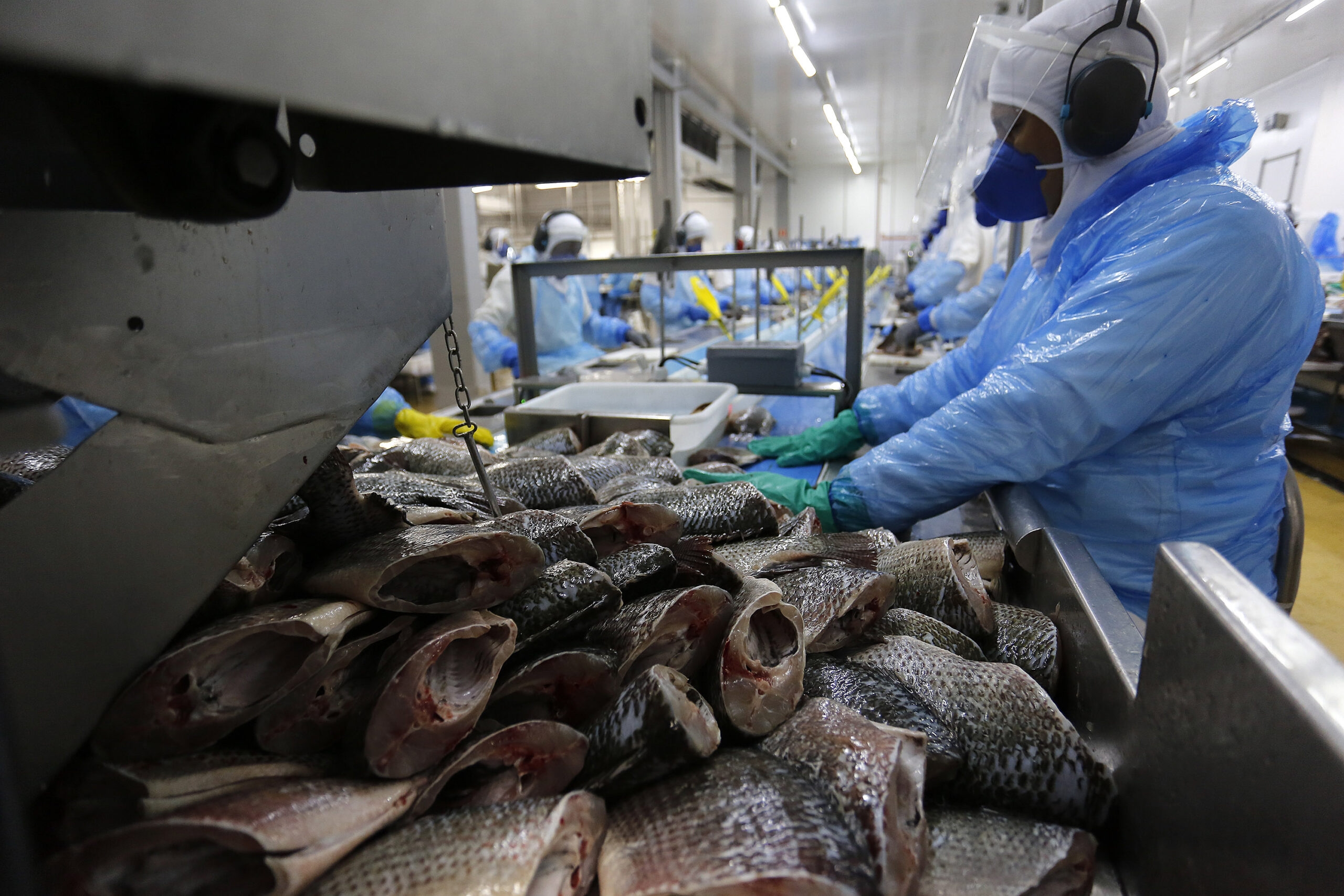 Les producteurs de tilapia réagissent aux pertes d'exportations dues aux tarifs douaniers de Trump et ciblent la consommation intérieure
