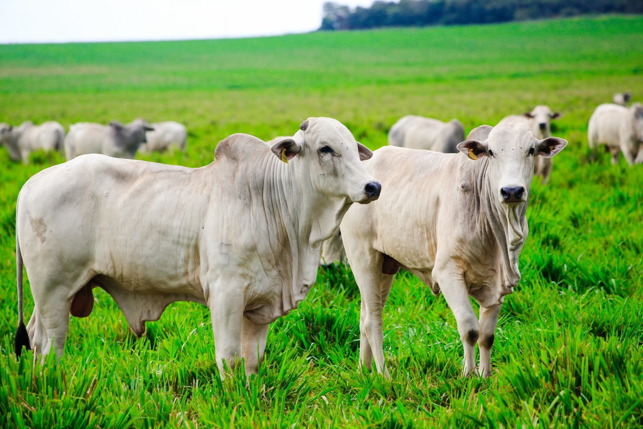L'agriculture est le secteur le plus touché par la hausse des tarifs douaniers de Trump