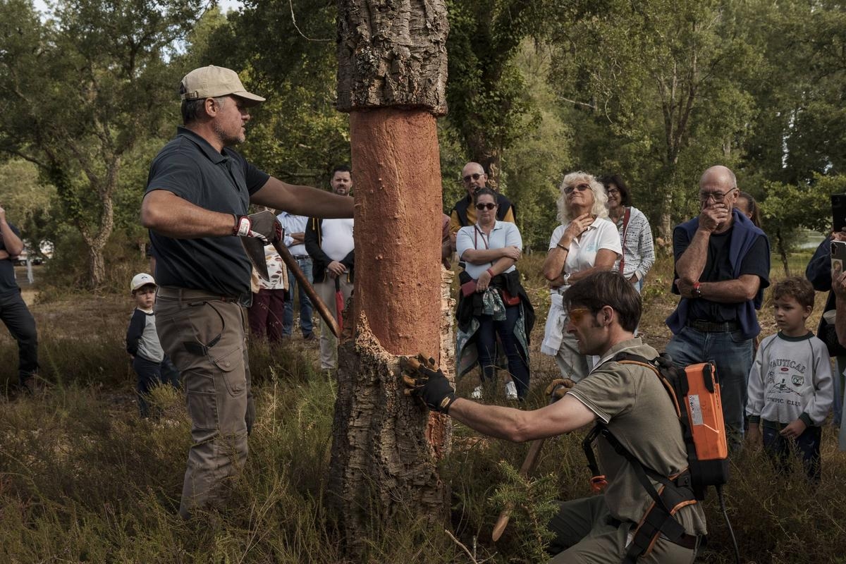 “Precision, dexterity and endurance”: cork oak harvesting in full swing in the Landes region