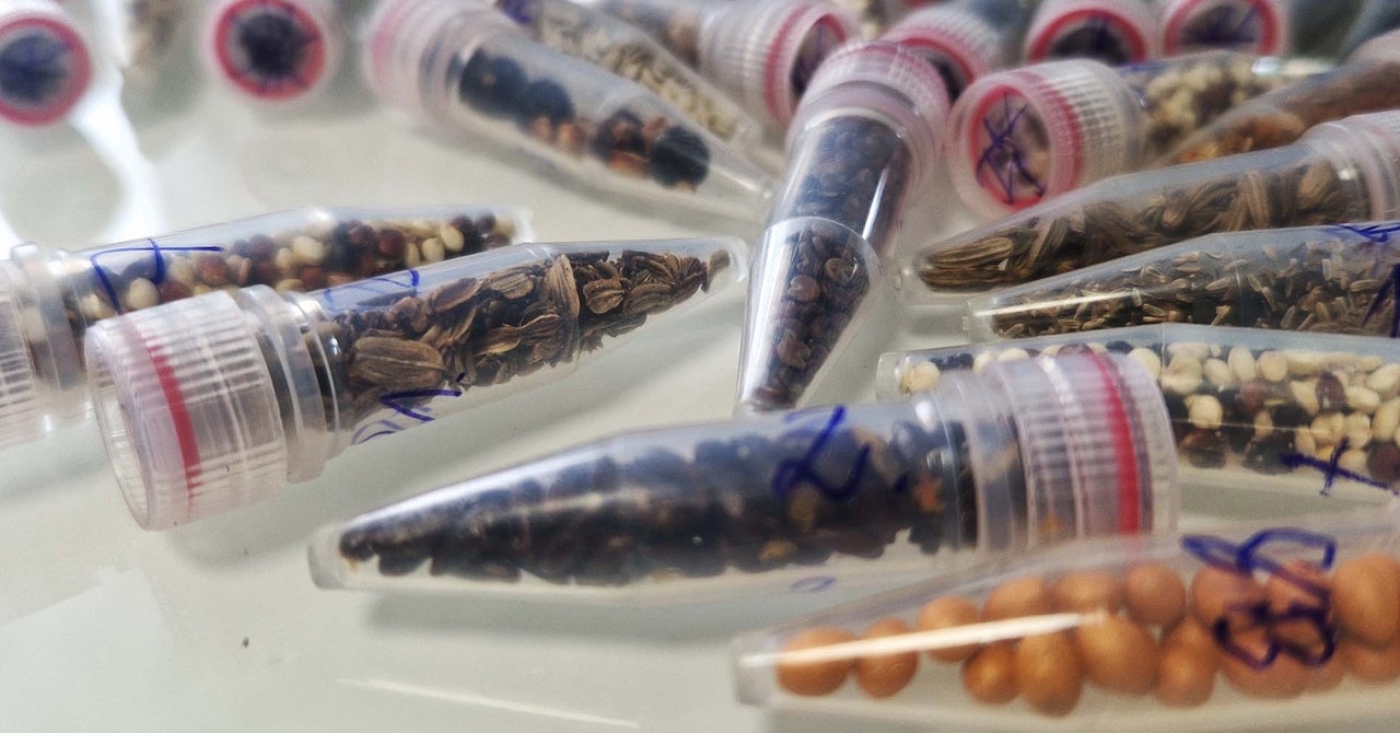 Wetenschappers sturen cannabiszaden de ruimte in