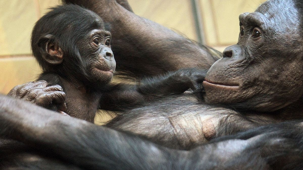 Animals are talking — will the legal system listen?