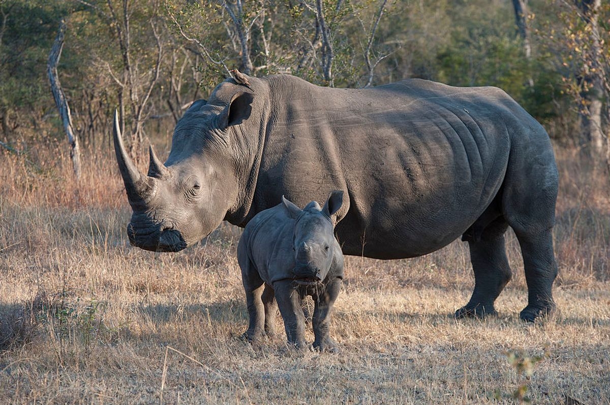 Cruel but "necessary": Can cutting off rhino horns — and selling them — help save rhinos?