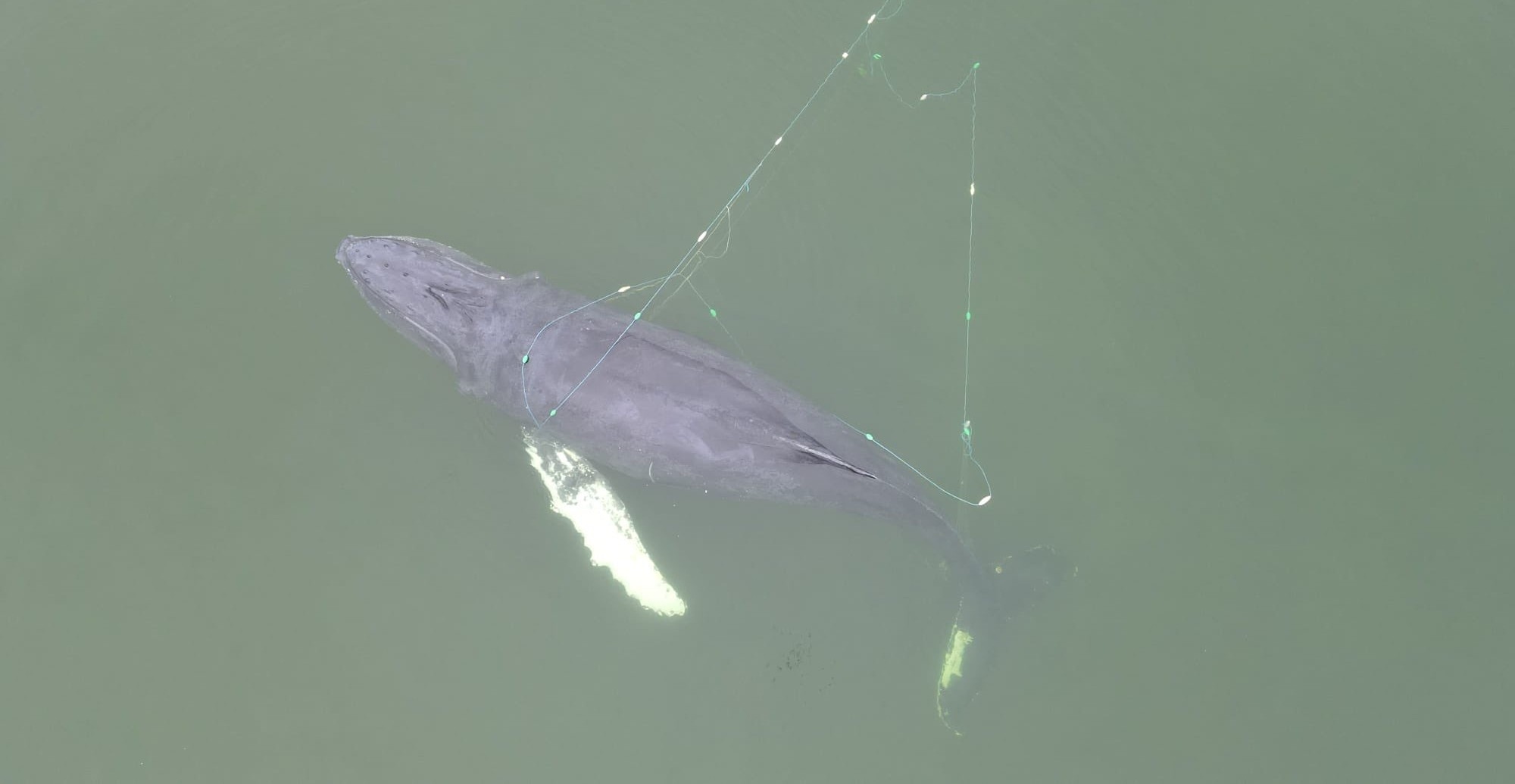 Humpback whale freed from fishing nets on Poland's Baltic coast