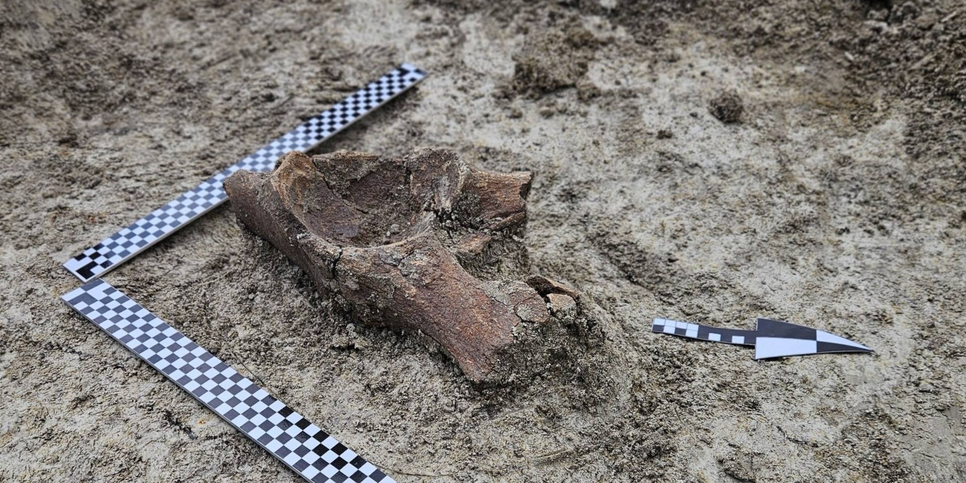 Polonya'da Buz Devri'nden kalma mamut kalıntıları bulundu