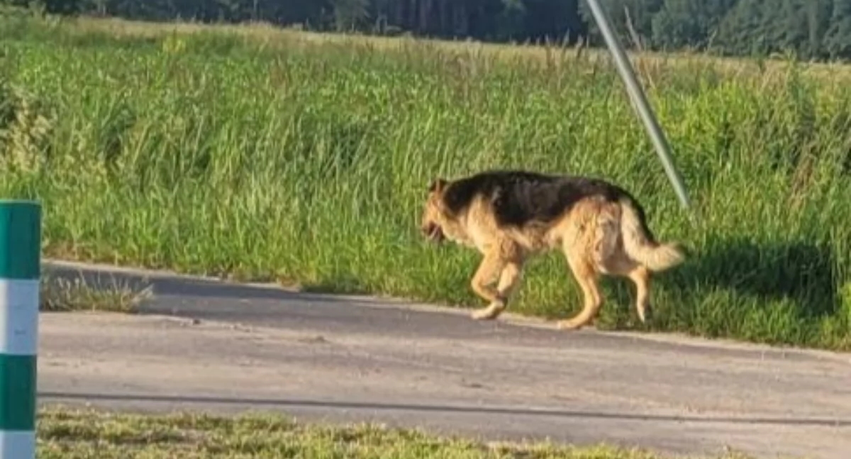 ¡Se busca dueño! Perro corre por Ligotka.