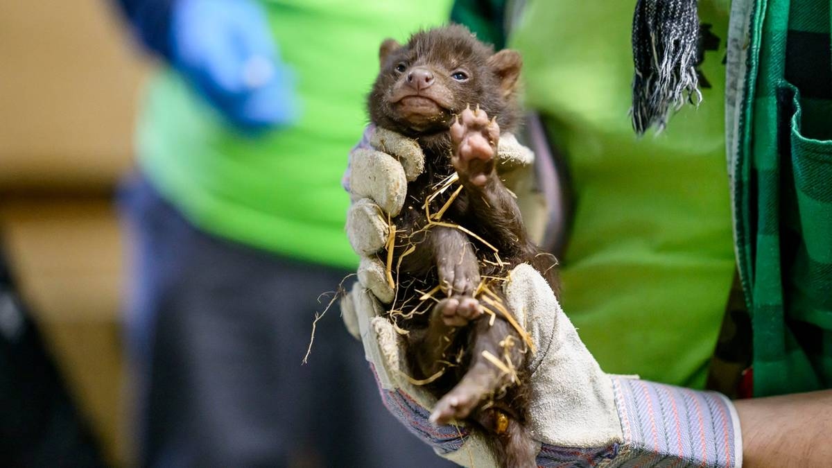 Un evento straordinario allo zoo di Łódź. Sono nati tre imballatori