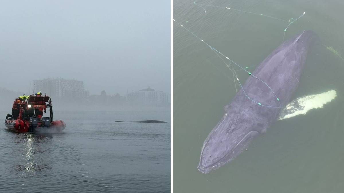 Una ballena jorobada apareció cerca de la costa en Międzyzdroje. Operación de rescate en el mar Báltico