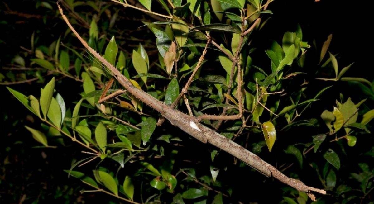 Wetenschappers waarschuwen het publiek: "Er is een nieuwe soort reuzeninsect ontdekt die net zoveel weegt als een golfbal."