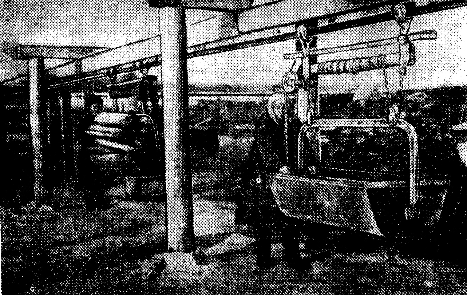 Crônica de 1954. (Das páginas de "Sakhalina Soviética")