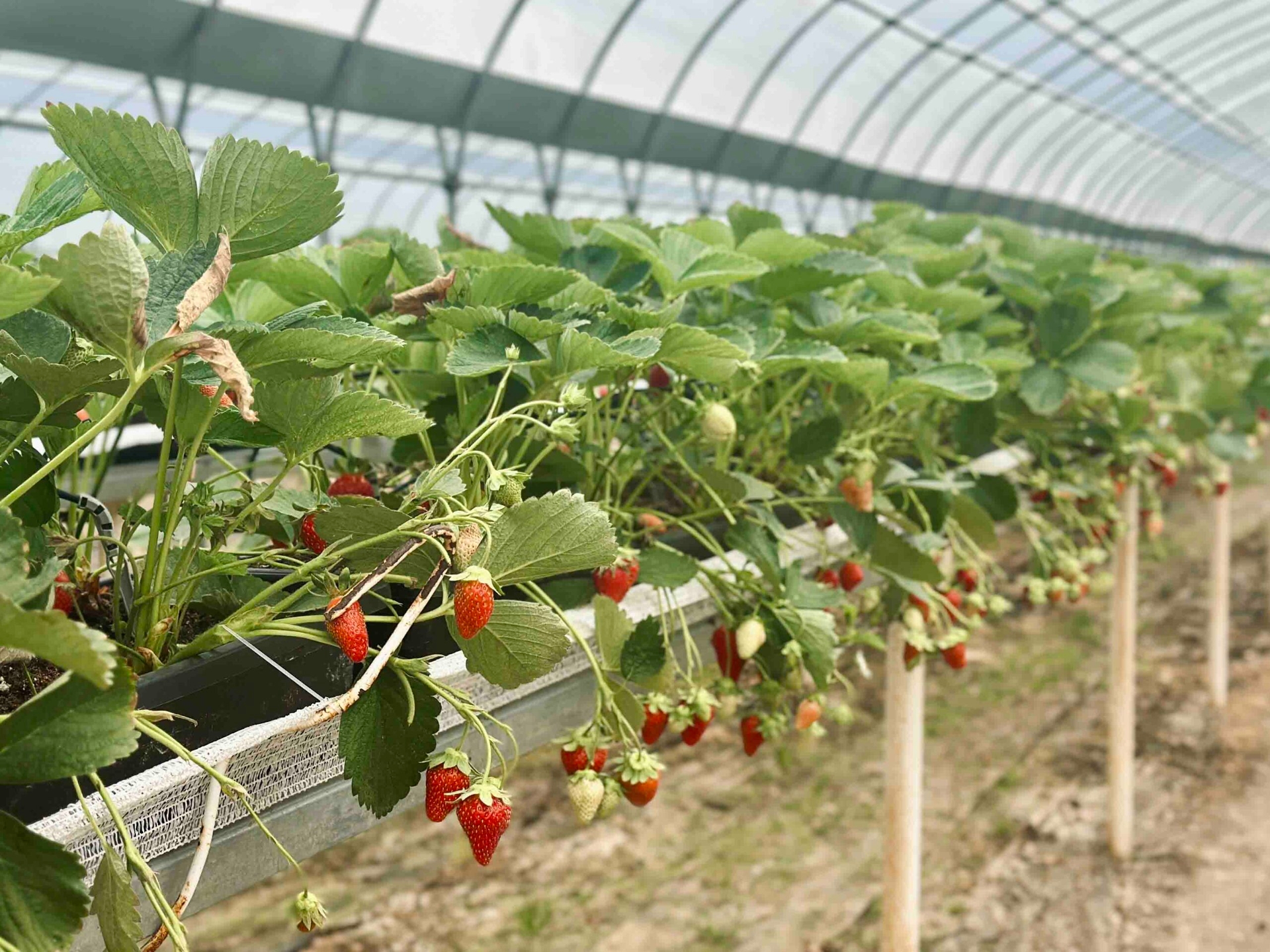 Mais de uma tonelada de frutos silvestres aromáticos já chegaram ao mercado da ilha, vindos das estufas