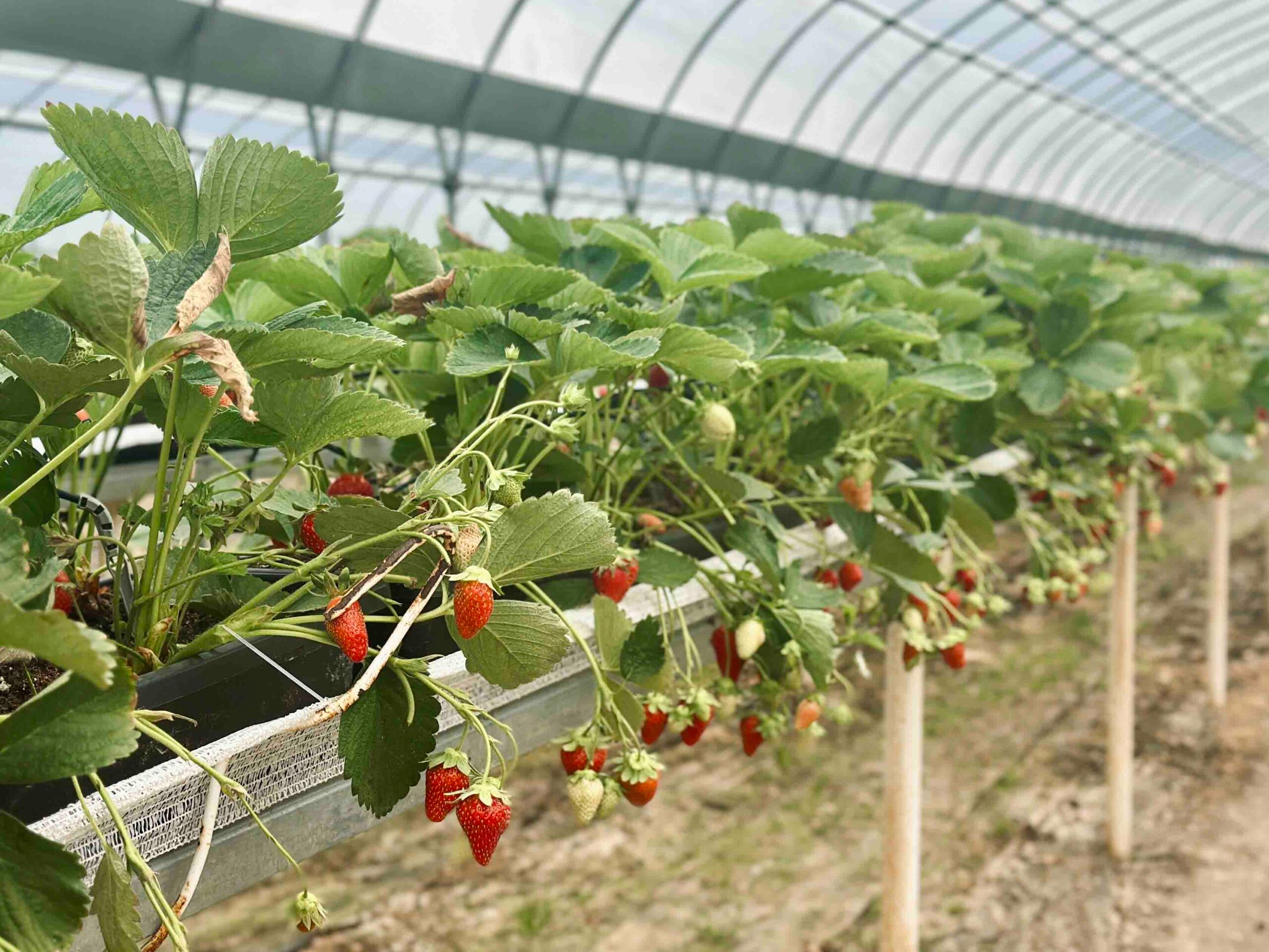 Mais de uma tonelada de frutos silvestres aromáticos já chegaram ao mercado da ilha, vindos das estufas