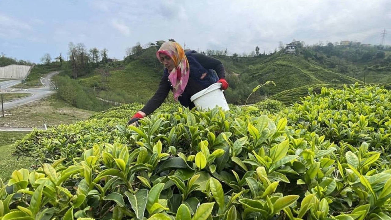 It's not tea, it's literally a harvest of trouble