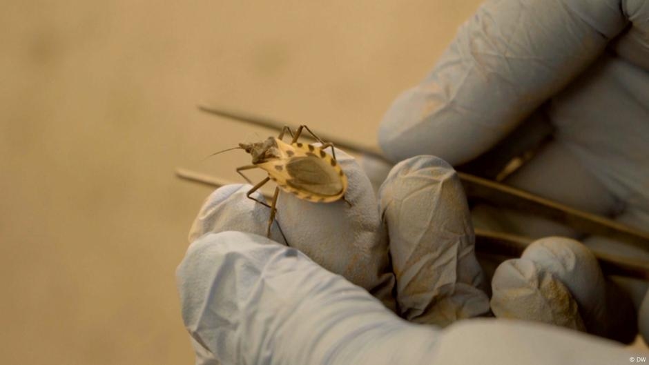 Kissing bug disease spreads in the USA