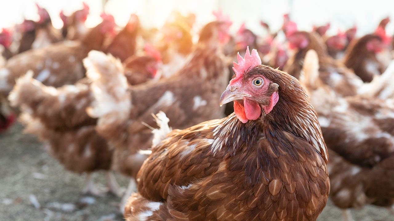 Trump-Regierung prüft „Kill all the Chickens“-Politik angesichts der Vogelgrippe, die die Eierpreise in die Höhe treibt