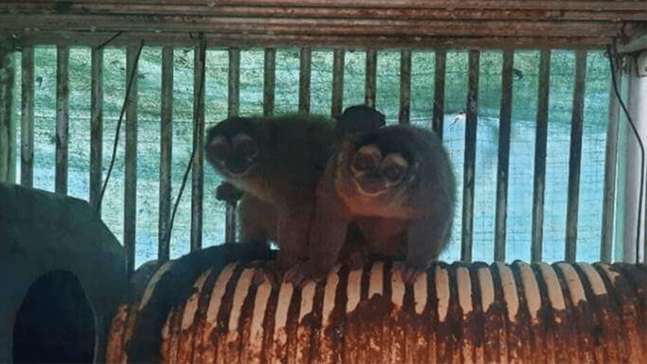 PETA aplaude demanda dos legisladores republicanos para suspender o financiamento do NIH para testes 'cruéis' em animais no exterior