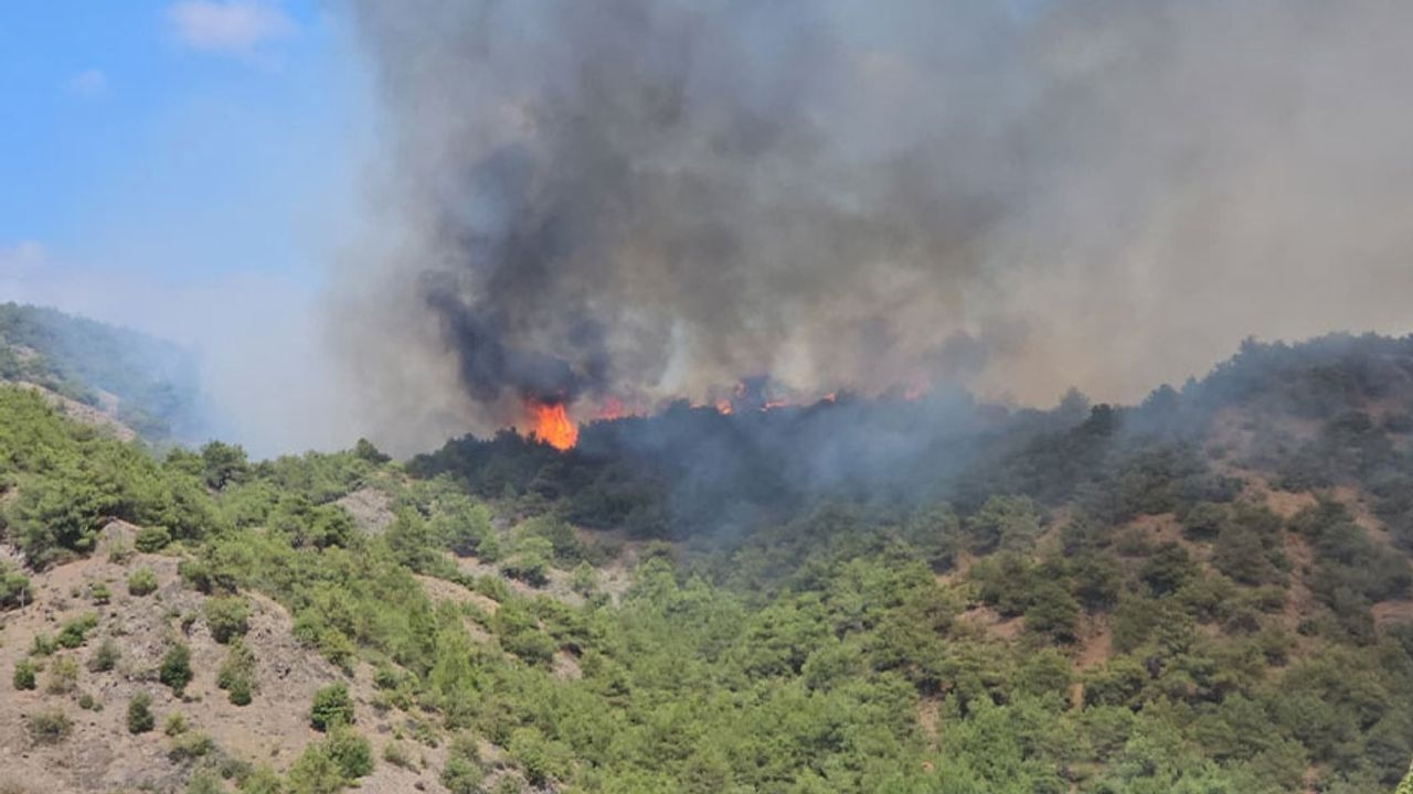 Waldbrand in Tokat!