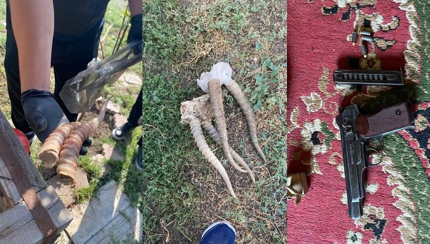 Chifres de Saiga e armas não registradas foram confiscadas de um gerente de fazenda na região do Cazaquistão Ocidental