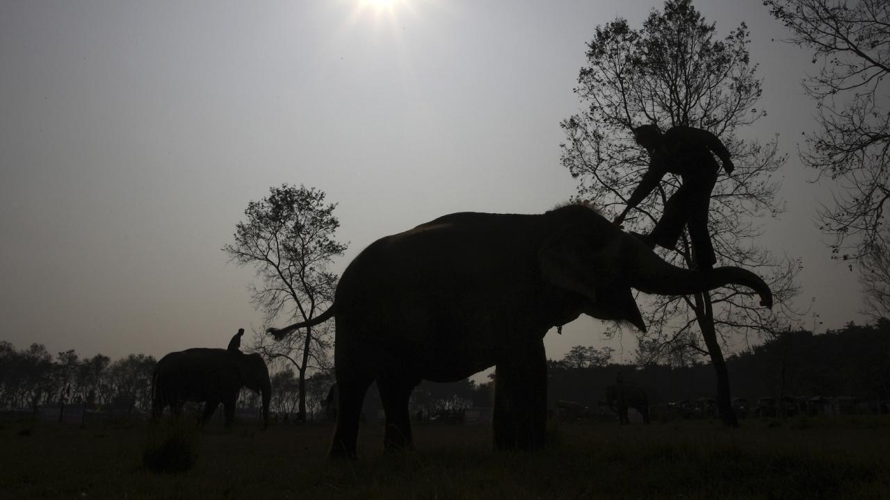 5 muertos en ataque de elefante en India